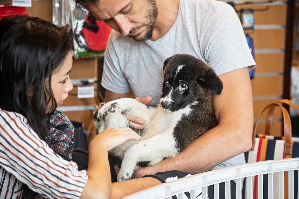 Where to adopt a dog in Hong Kong