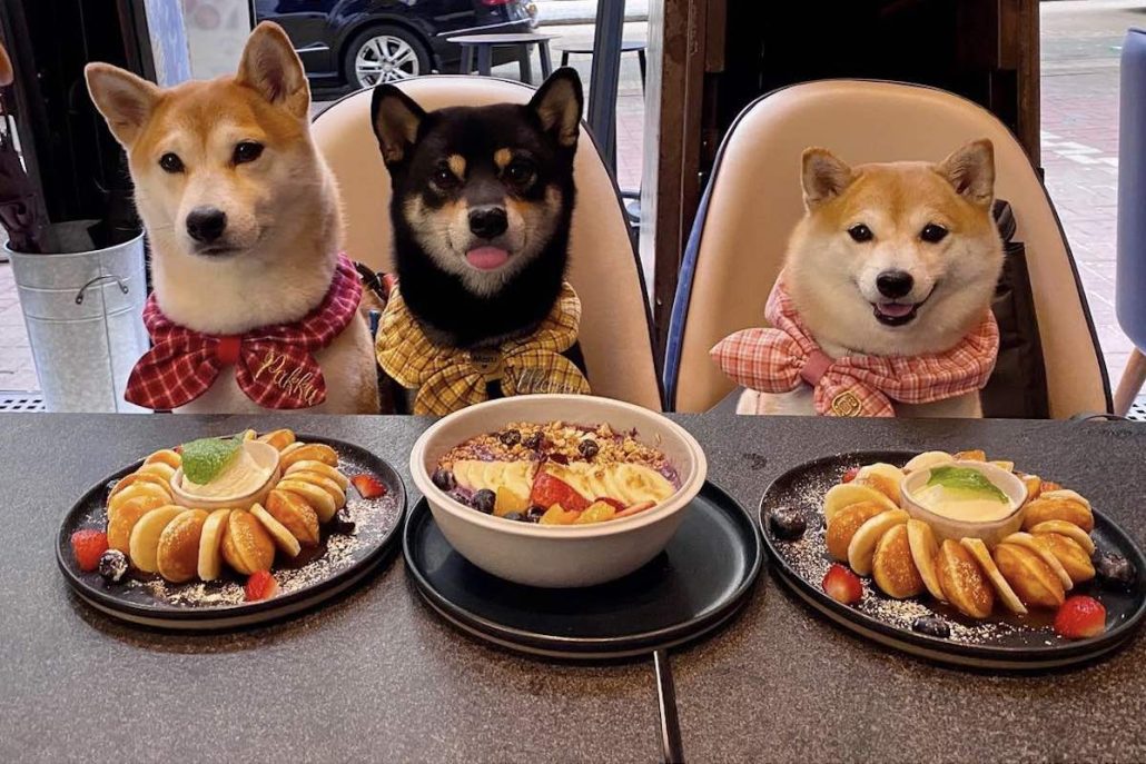 Dog Friendly Restaurants Superhooman