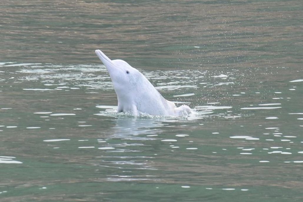 Pink dolphins, Tai O, Hong Kong