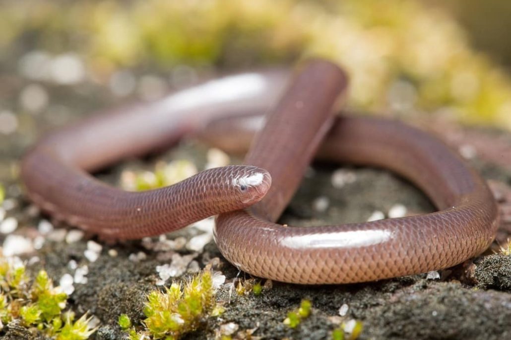 Flowerpotsnake