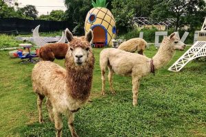 Go Green Organic Farm