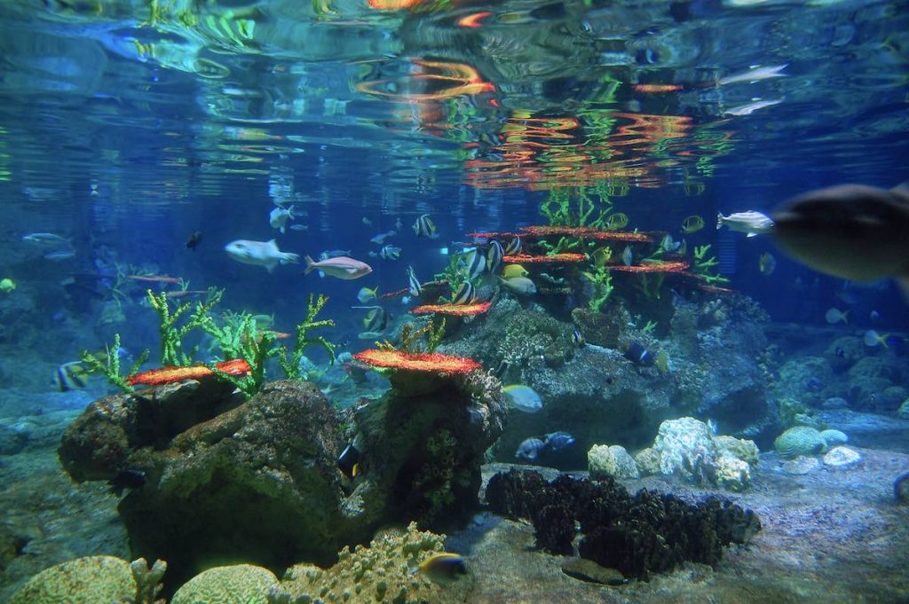 Hong Kong Ocean Park aquarium