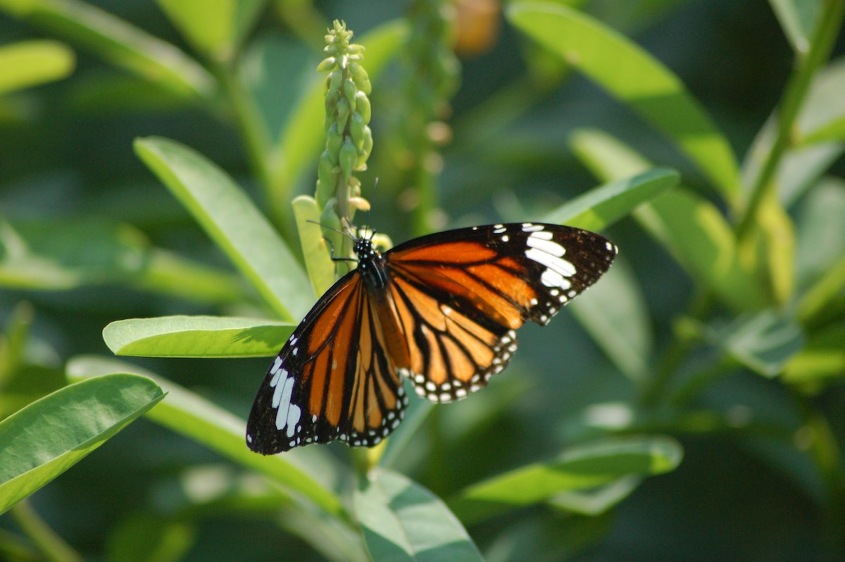 Hong Kong Wetland Park butterflies
