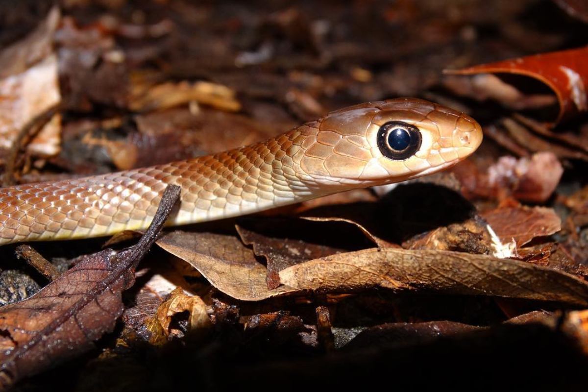 Indo Chinese Rat Snake