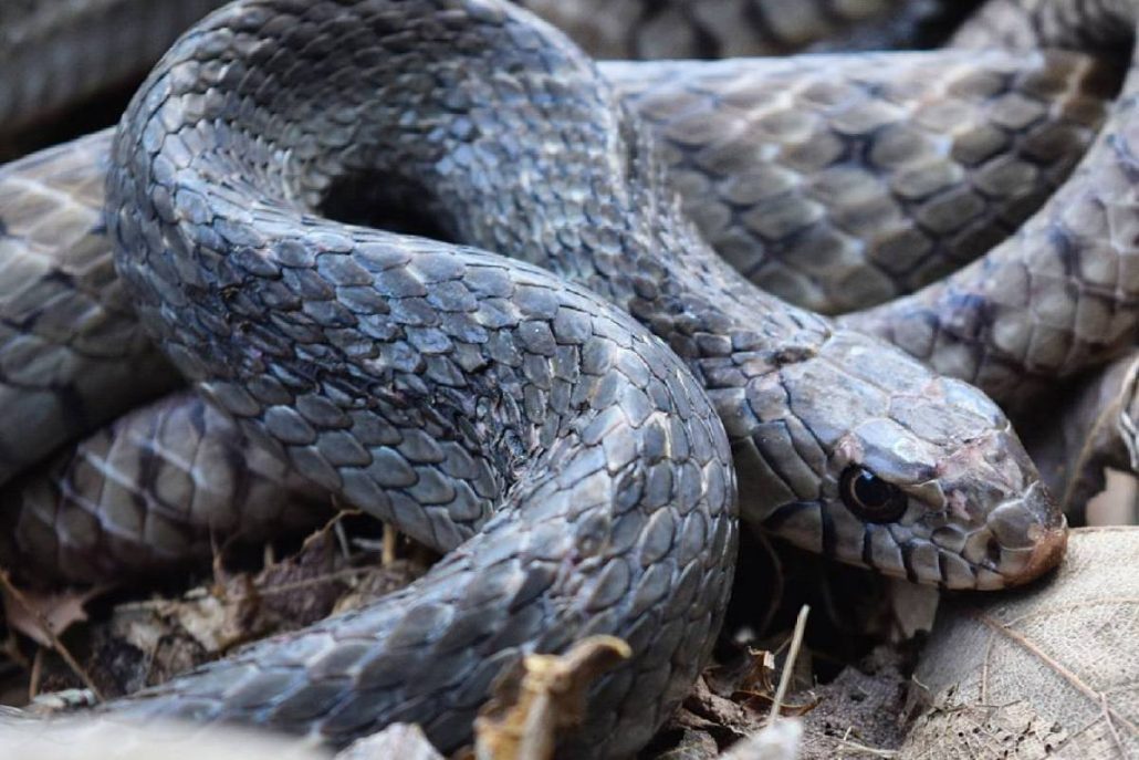 Oriental Rat Snake