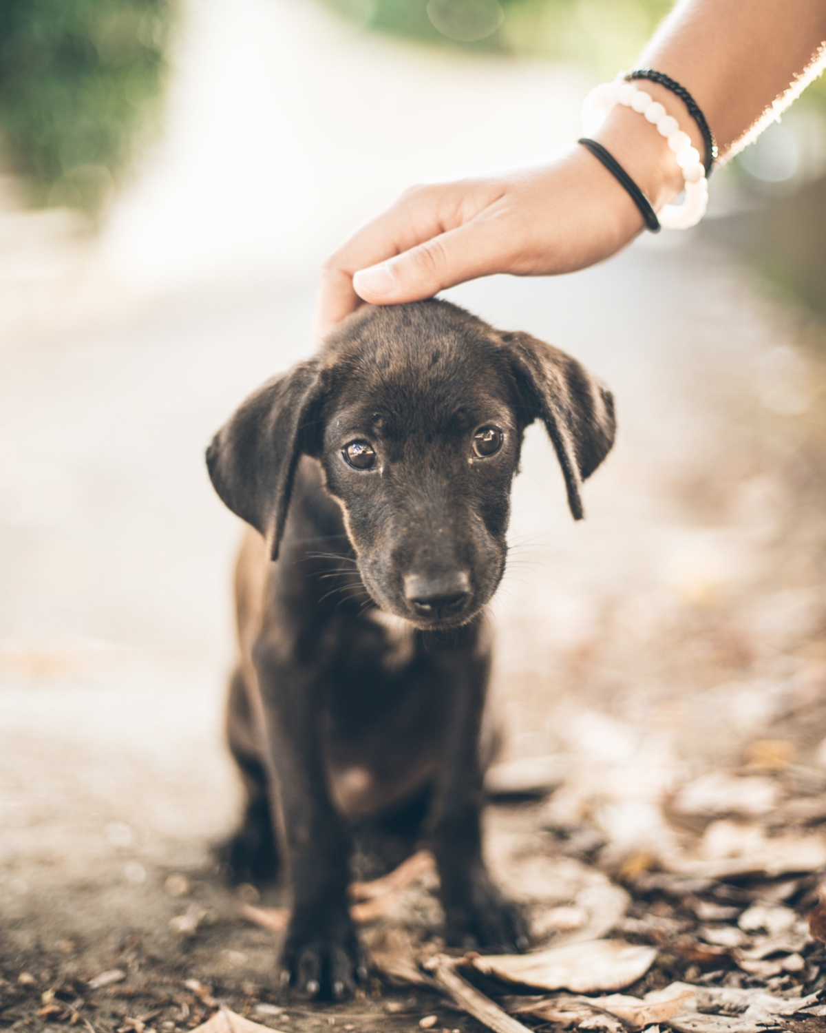 Puppy adoption Photo by Ryan Christodoulou on Unsplash