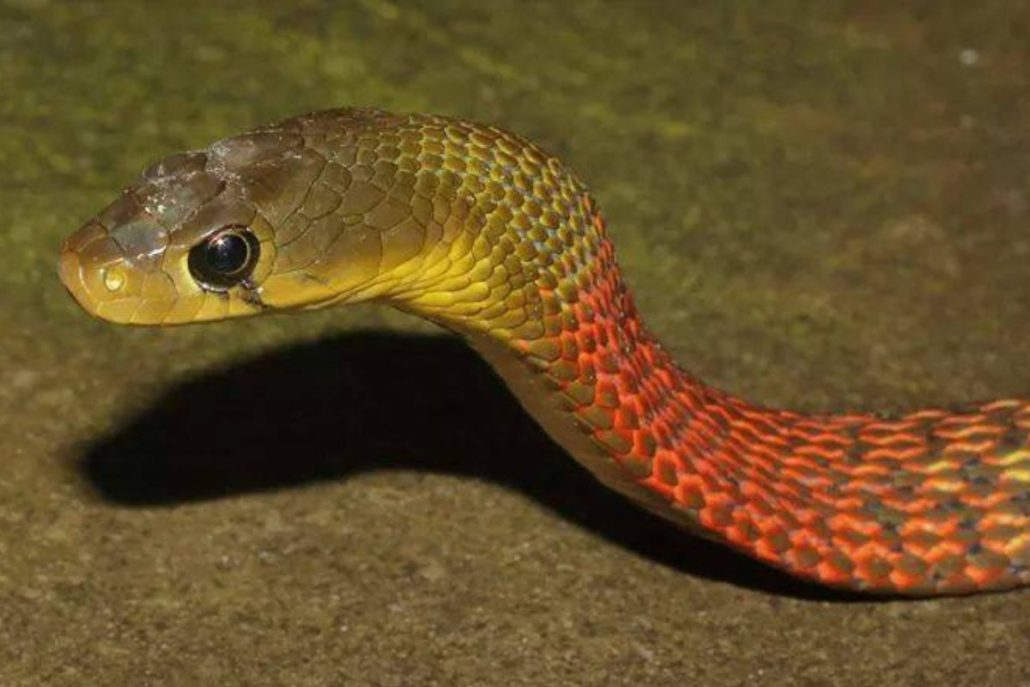 Red Necked Keelback