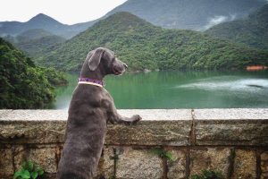 Tai Tam hike with dog