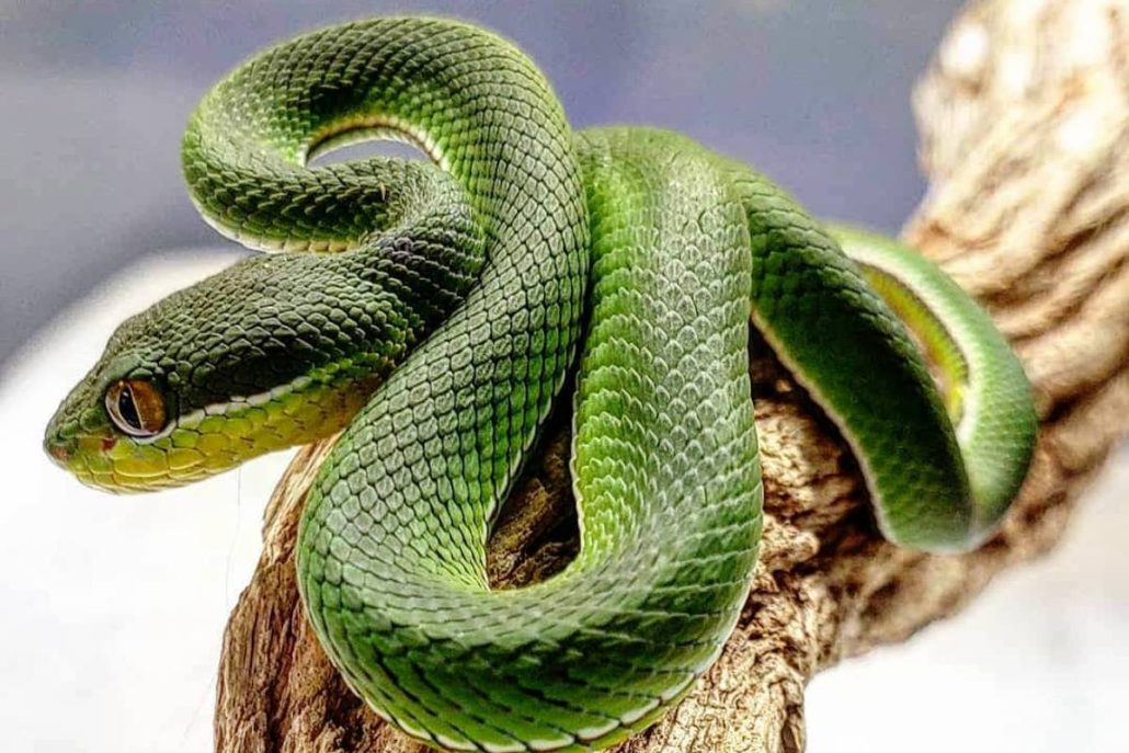 White Lipped Pit Viper