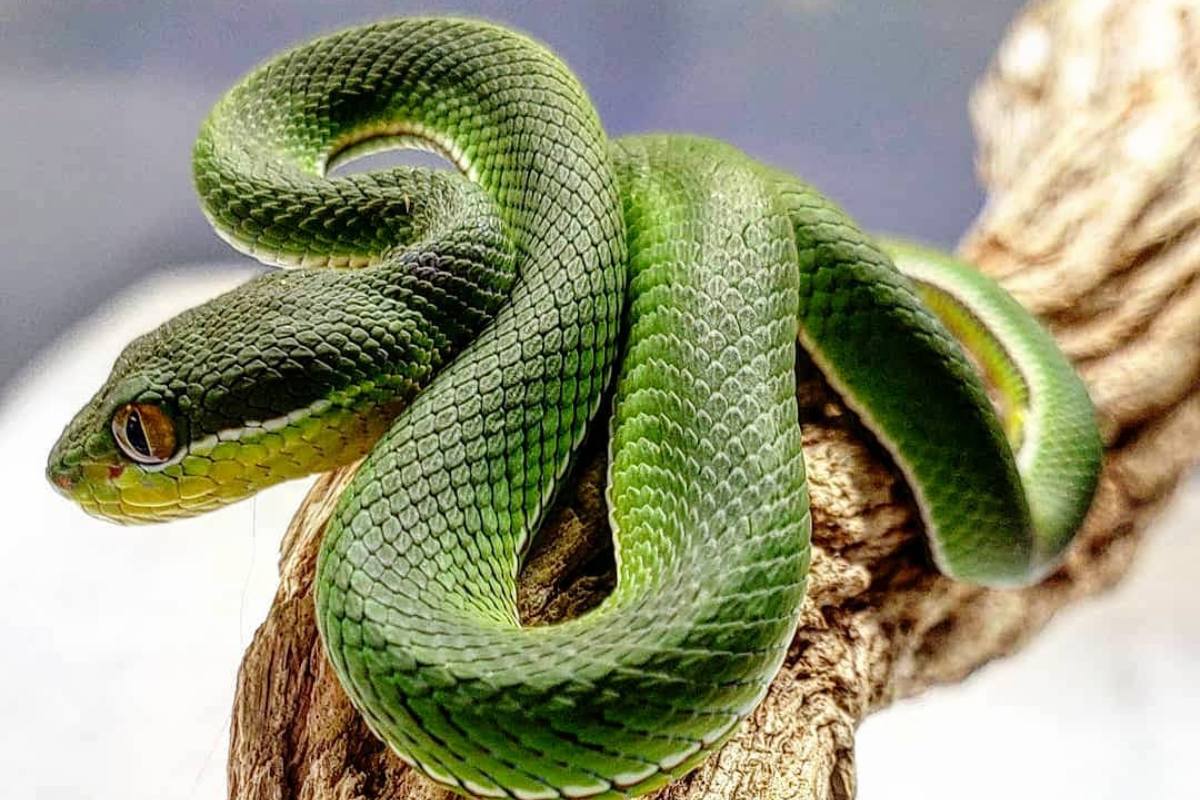 White Lipped Pit Viper